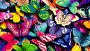 Butterfly Hd Wallpaper Colorful