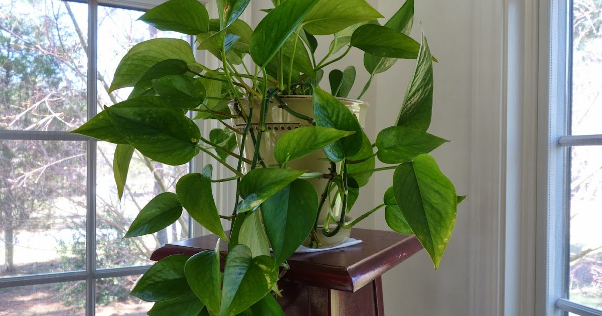 Things My Mother Taught Me H is for House Plants