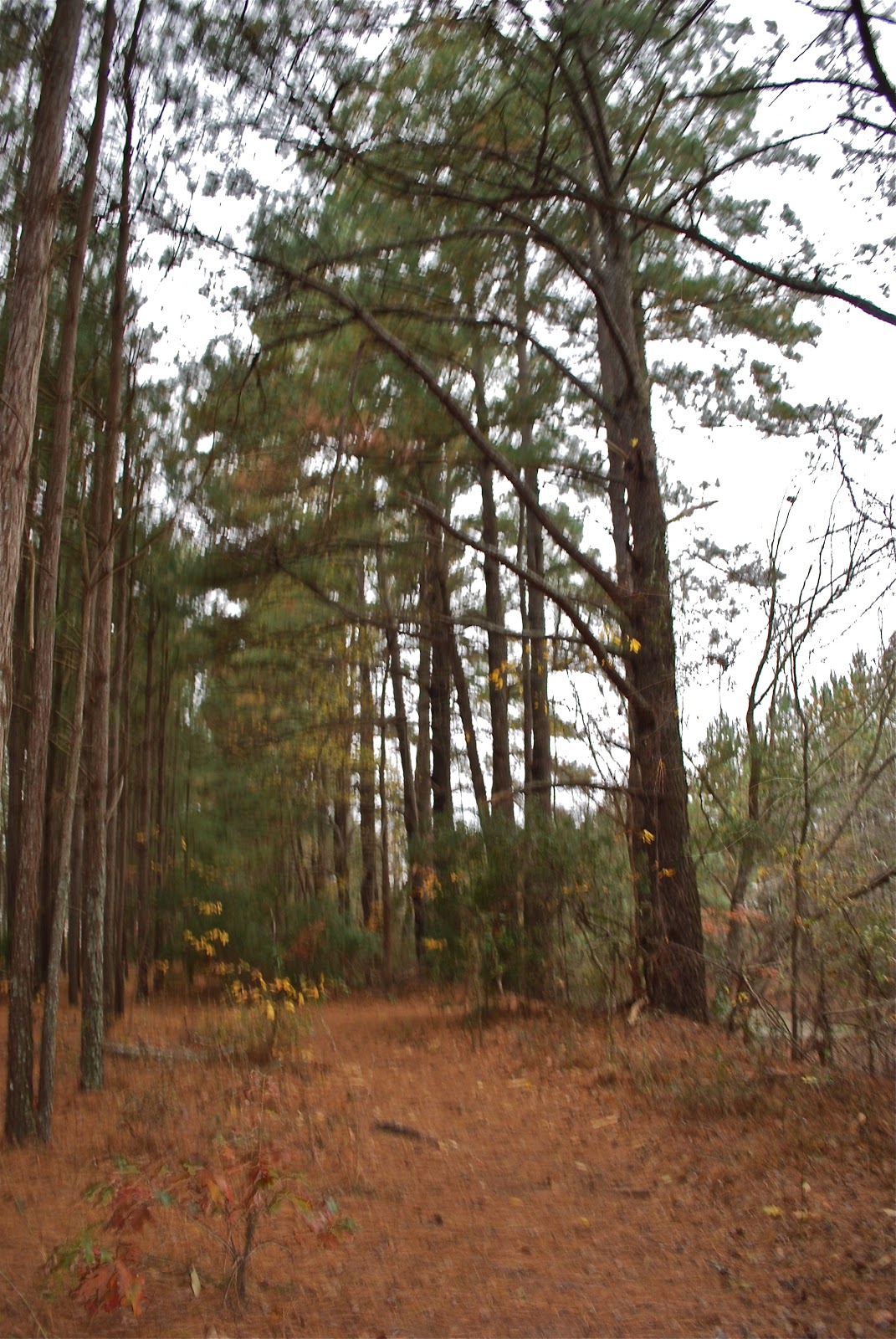 BLUE SKY AHEAD Fayetteville/Wade KOA, NC