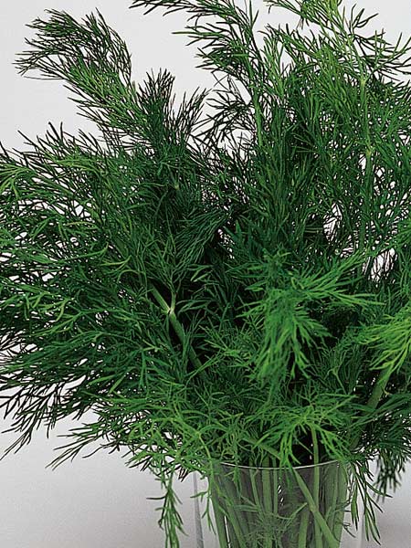 What Is Dill