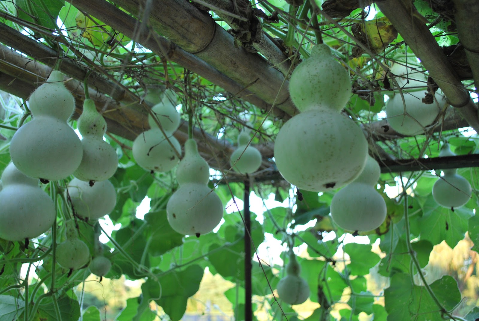 Greenish Thumb Ornamental Bottle Gourds