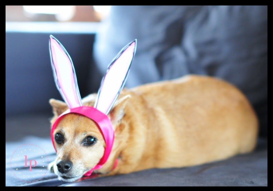 Luciebelle PhotographyBest Mitzvah & Family photographer in NYC