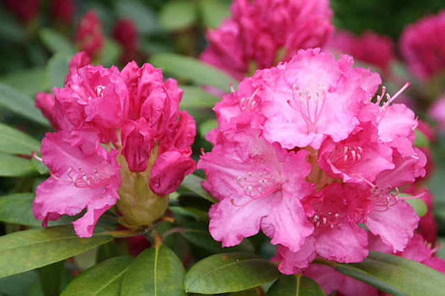 Frk. anemone: mine rhododendron Stue rhododendron