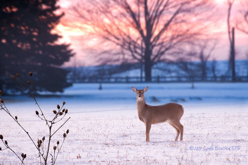 deer photo 2014 © Lynda Bruschini iCONTACT PHOTO-GRAPHICS. All Rights Reserved.