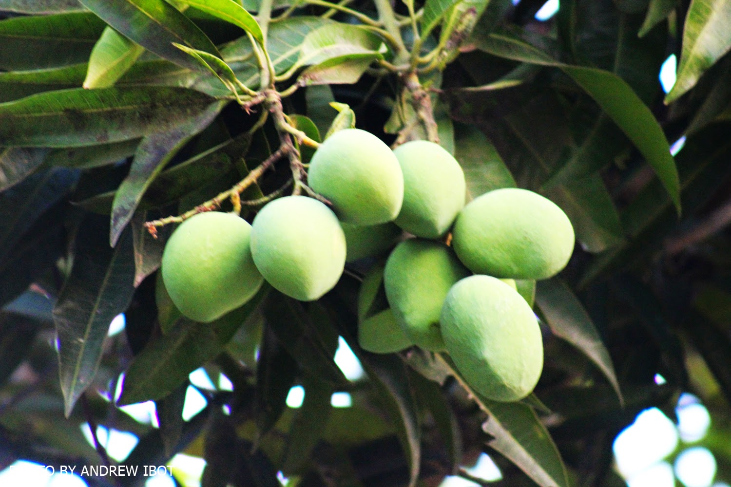 Ako si ANDREW IBOT! Mangga ( Mango ) (Mangifera indica Linn.)
