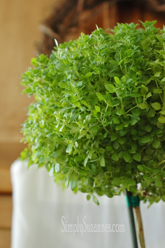 Simply Suzanne's AT HOME Savour . . . a Greek basil tree