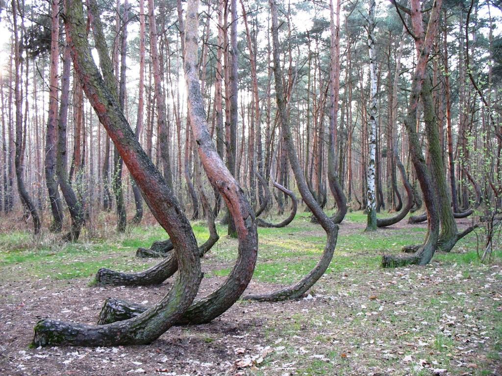 تعرفوا على الغابة ملتوية الاشجار لغز يحير العلماء لسنوات ... Crooked+forest+gryfino+poland