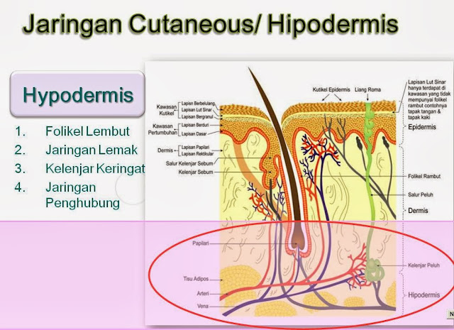 hypordermis kulit, jaringan cutaneous kulit, folikel rambut, jaraingan lemak kulit, kelenjar keringat, jaringan penghubung kulit
