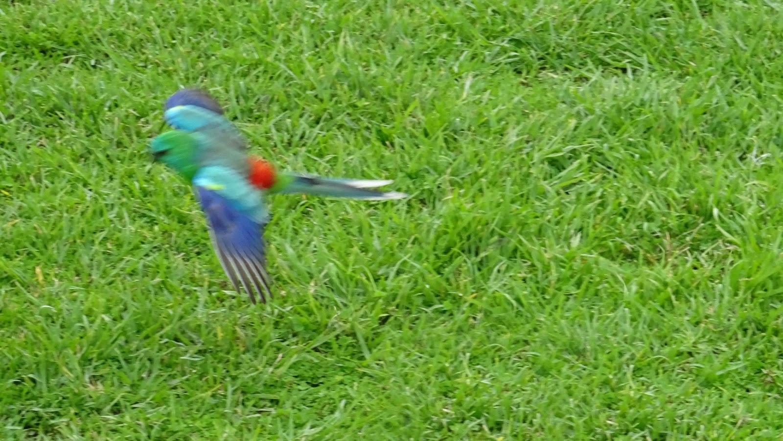 NixPixMix GRASS PARROTS