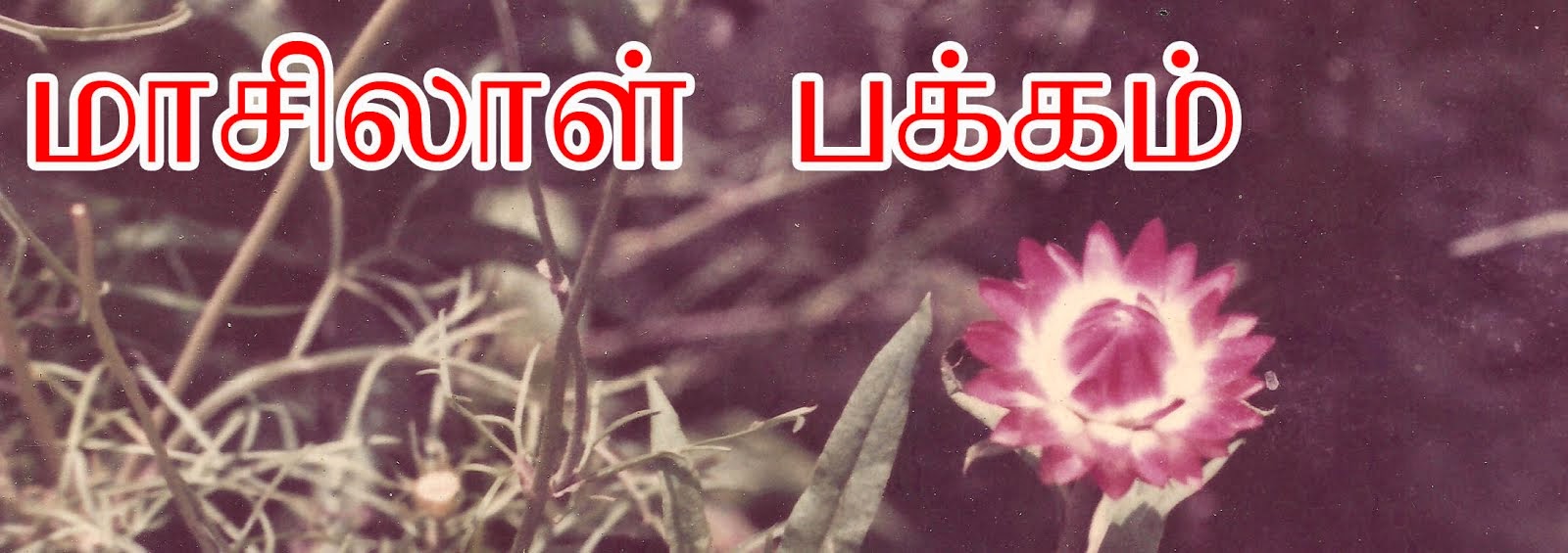 மாசிலாள் பக்கம்