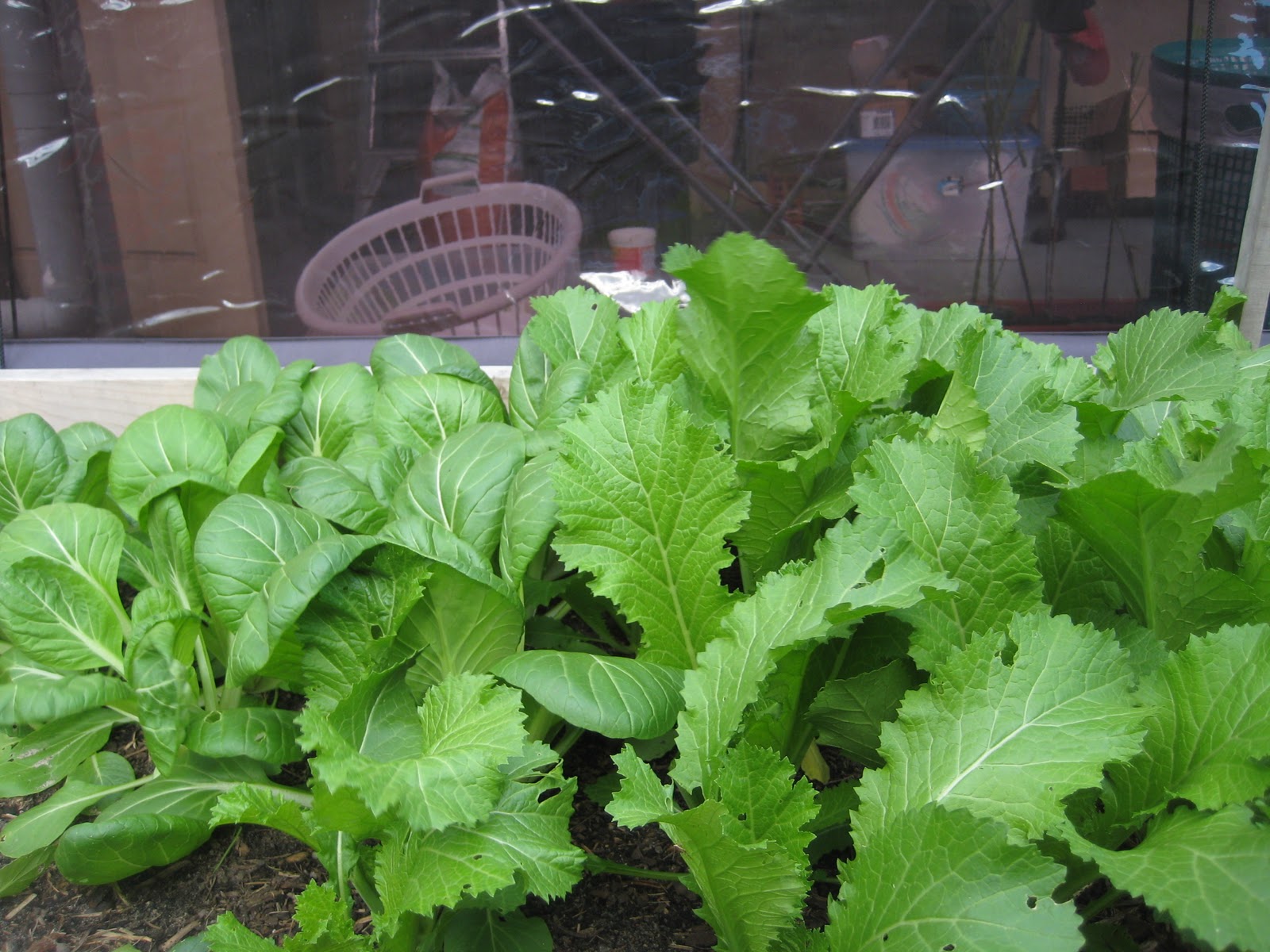 Our Green Haven Fresh Gai Choy/Mustard Green & Pak Choy Green