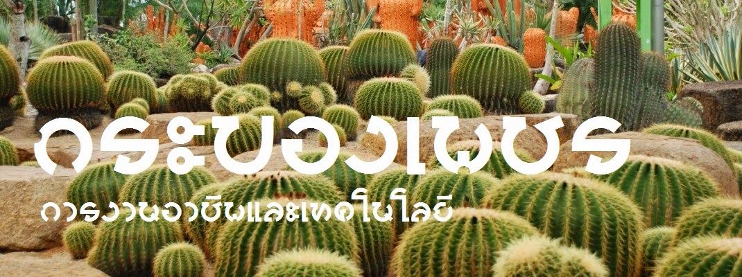 กระบองเพชร (Cactus)