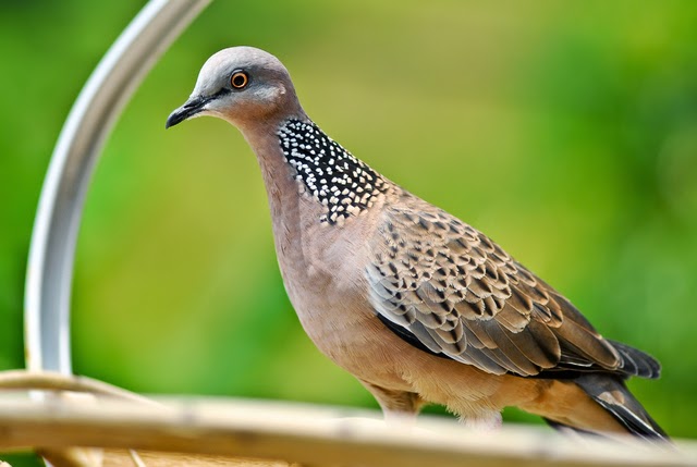 Cara Membuat Merpati Giring Keras / Keket Keras / Ngeket