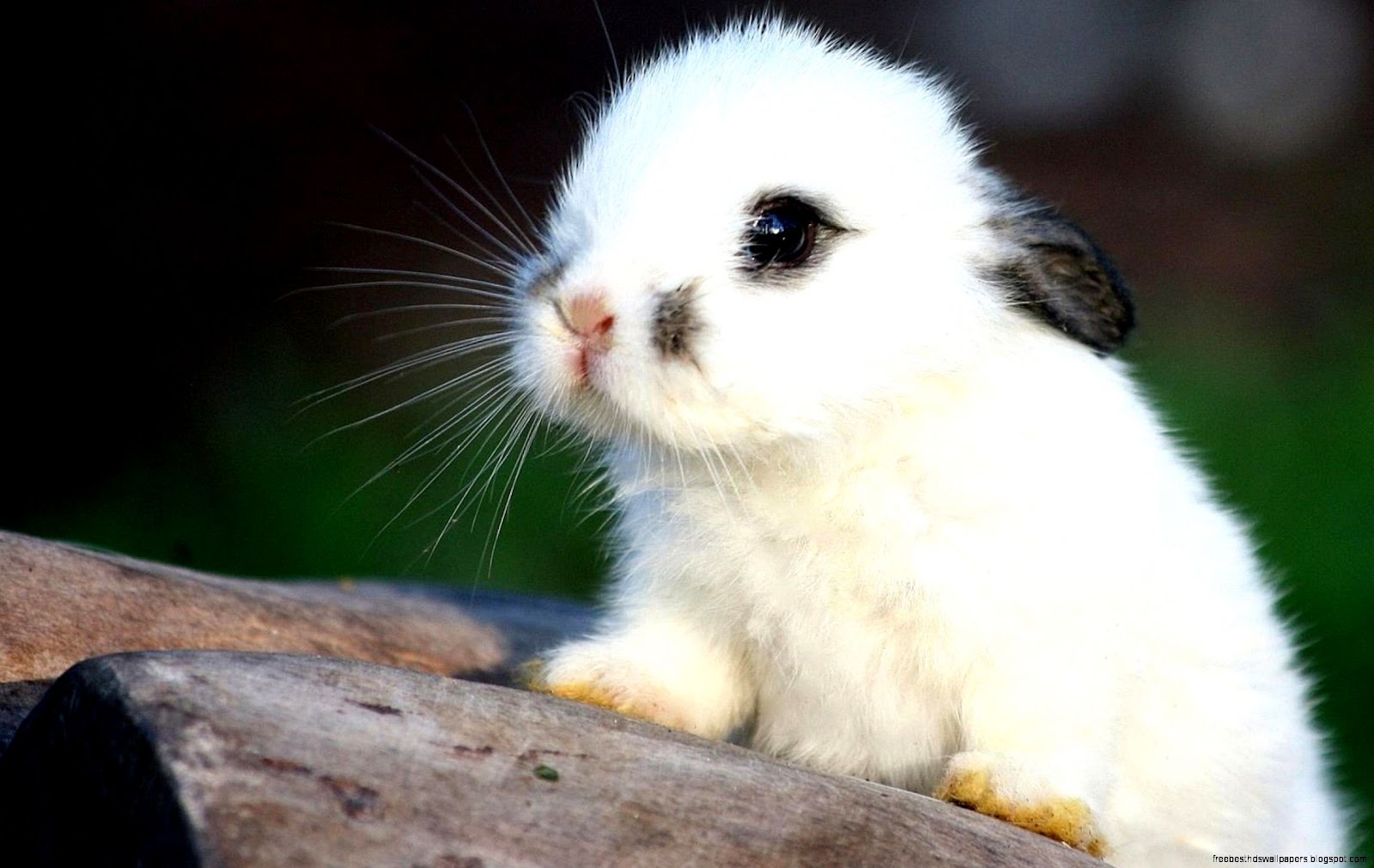 Cute Baby Animals Bunnies Cute Baby Animals Bunnies