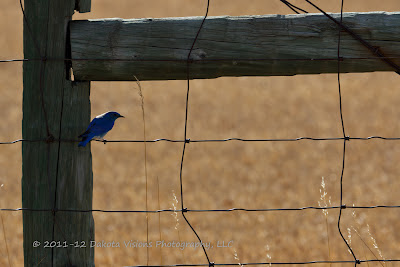 Mountain Bluebird in Custer State Park by Dakota Visions Photography LLC