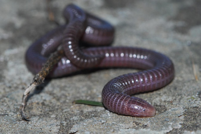 Two Snakes : Culebrilla ciega