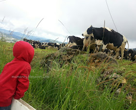 Desa Cattle ,Mesilau,Kundasang