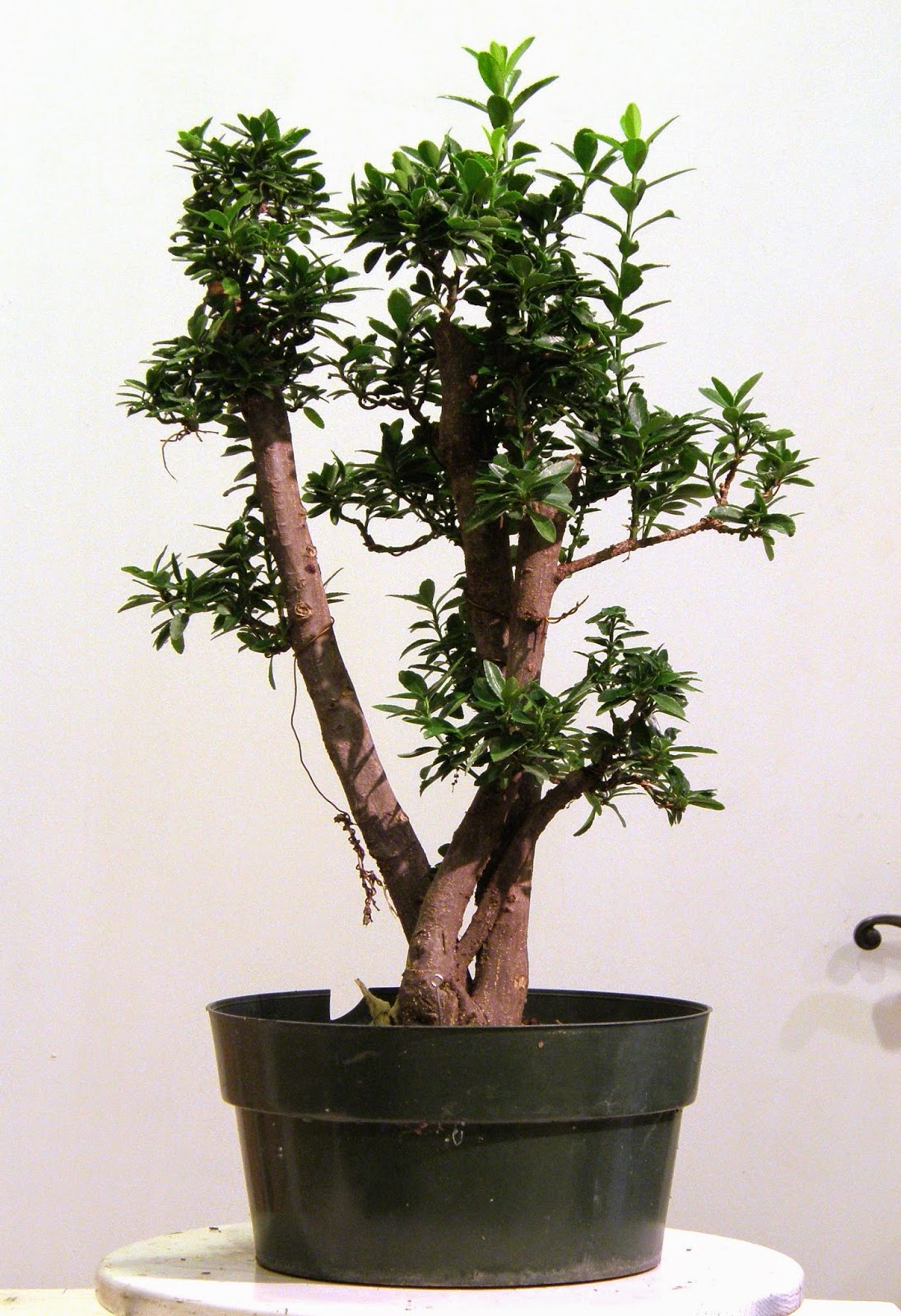 Great Bonsai Tree Houston in the world Don t miss out leafyzen