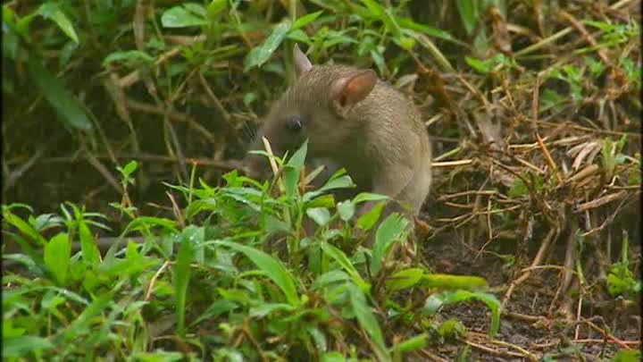 Rats near Bukit Batok MRT station