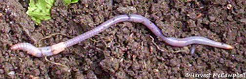 download garden worm download garden worm