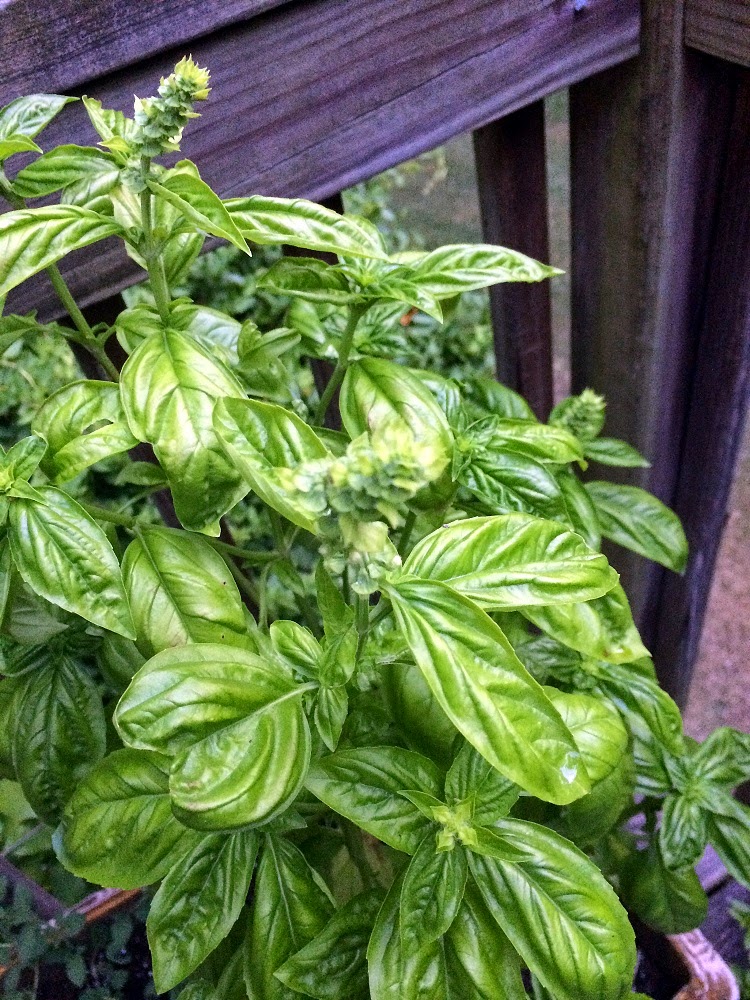 Ten Ways to Use Basil A Roundup Oak Hill Homestead