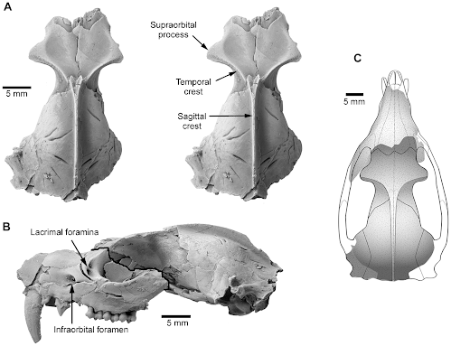 Mimoperadectes skull