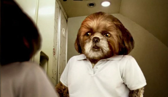 o ser humano é o cÃo ativismo animal