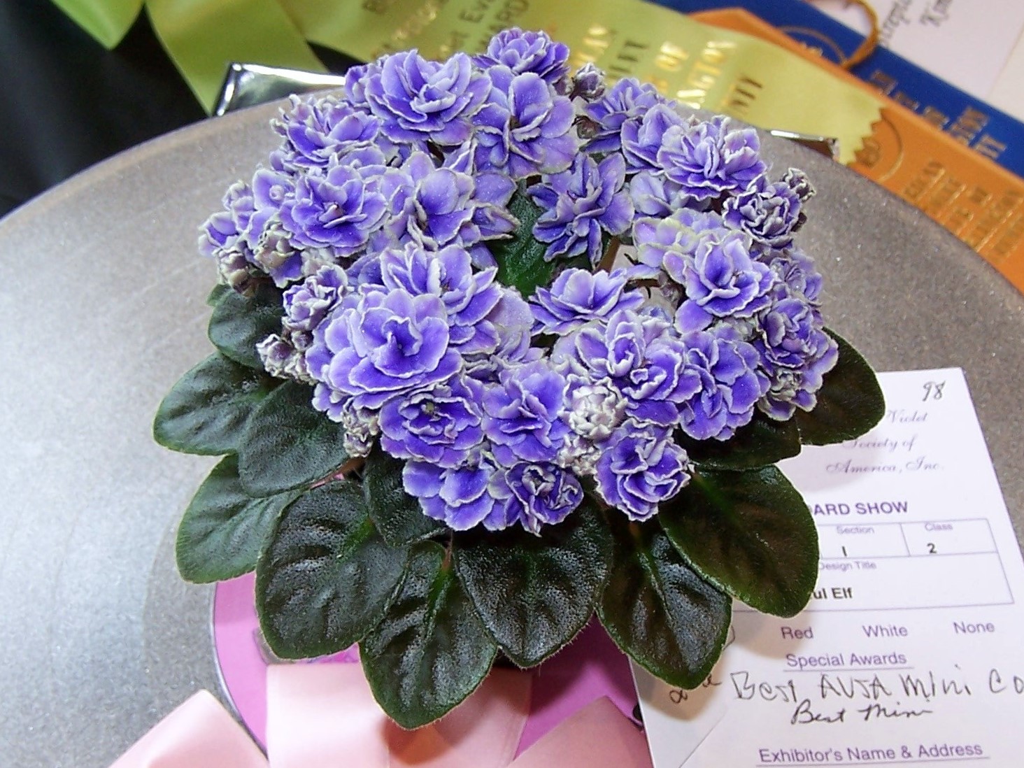 Violet Tiger While I wait for the current crop to bloom