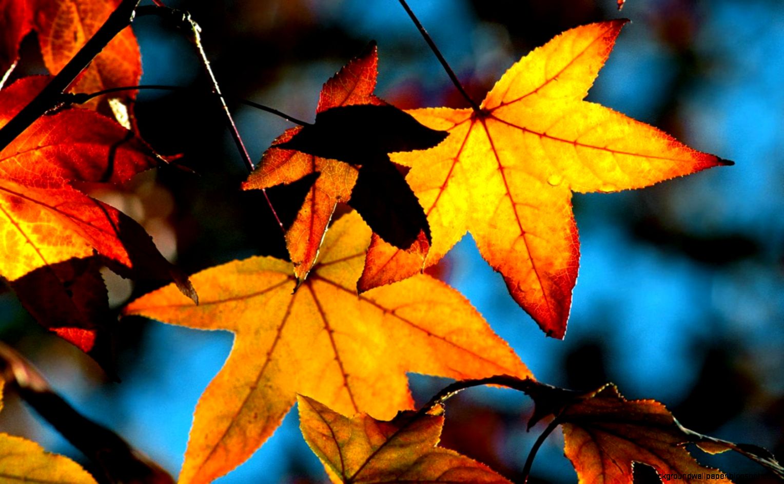 Autumn Leaves Desktop Wallpapers RTJsjG Autumn Leaves Desktop Wallpapers RTJsjG