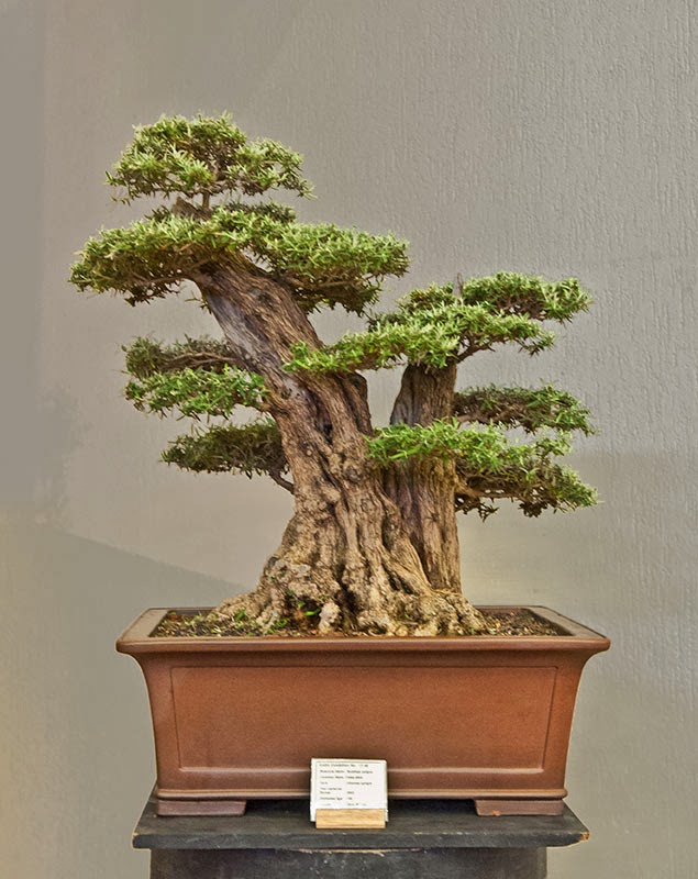 Walter's Travelogues Bonsai in Africa 2013 1