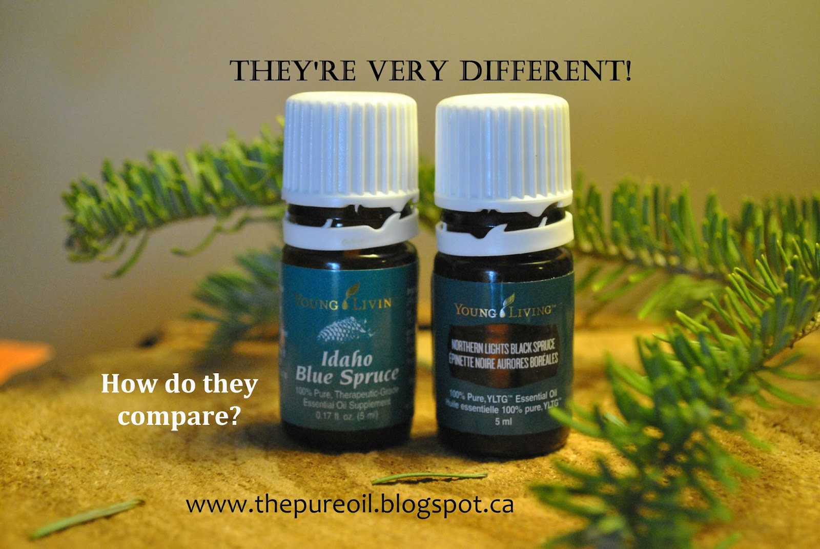 ThePureOil Young Living Idaho Blue Spruce and Northern Lights Black
