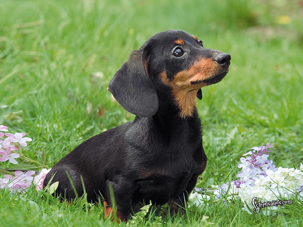 Cute Puppy Dogs black dachshund puppies