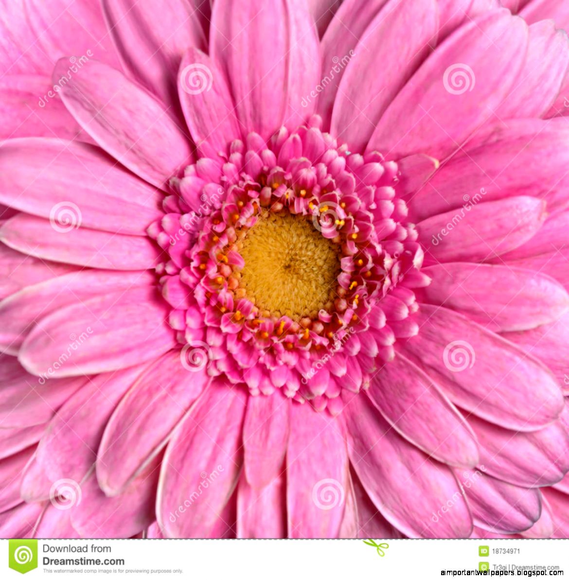 Beautiful Pink Gerbera Flower Flowerhead Closeup Stock Image Beautiful Pink Gerbera Flower Flowerhead Closeup Stock Image
