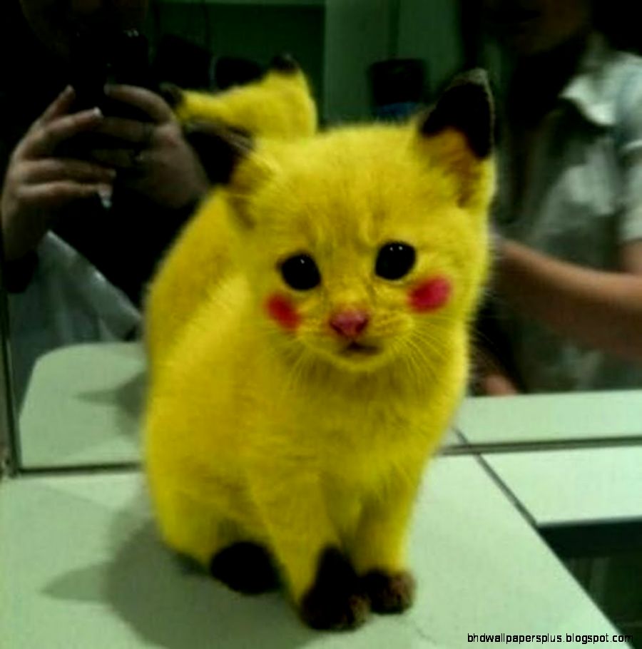 Funny Videos Funny Cats Funny Animals Funny Dogs Funny Funny Videos Funny Cats Funny Animals Funny Dogs Funny