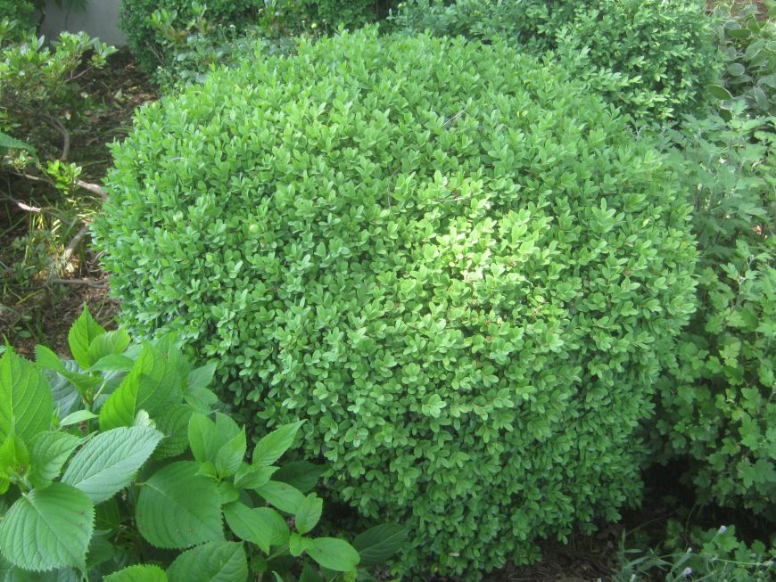Vardar Valley Boxwood