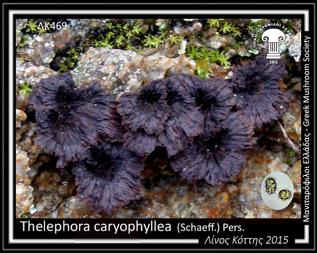 Thelephora caryophyllea (Schaeff.) Pers.