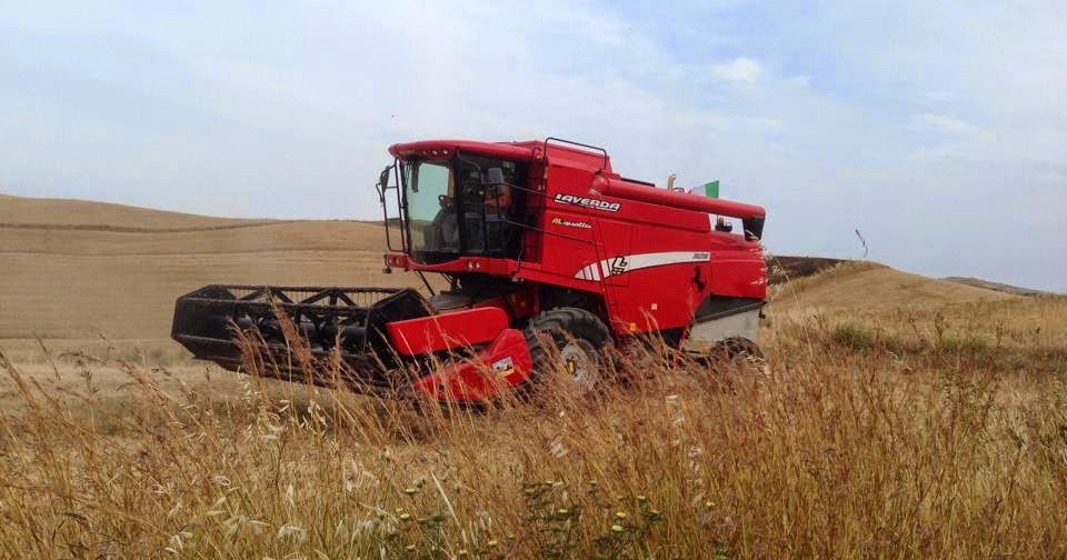 Duro di Sicilia 23 maggio 2014 Mietitrebbiatura del grano duro