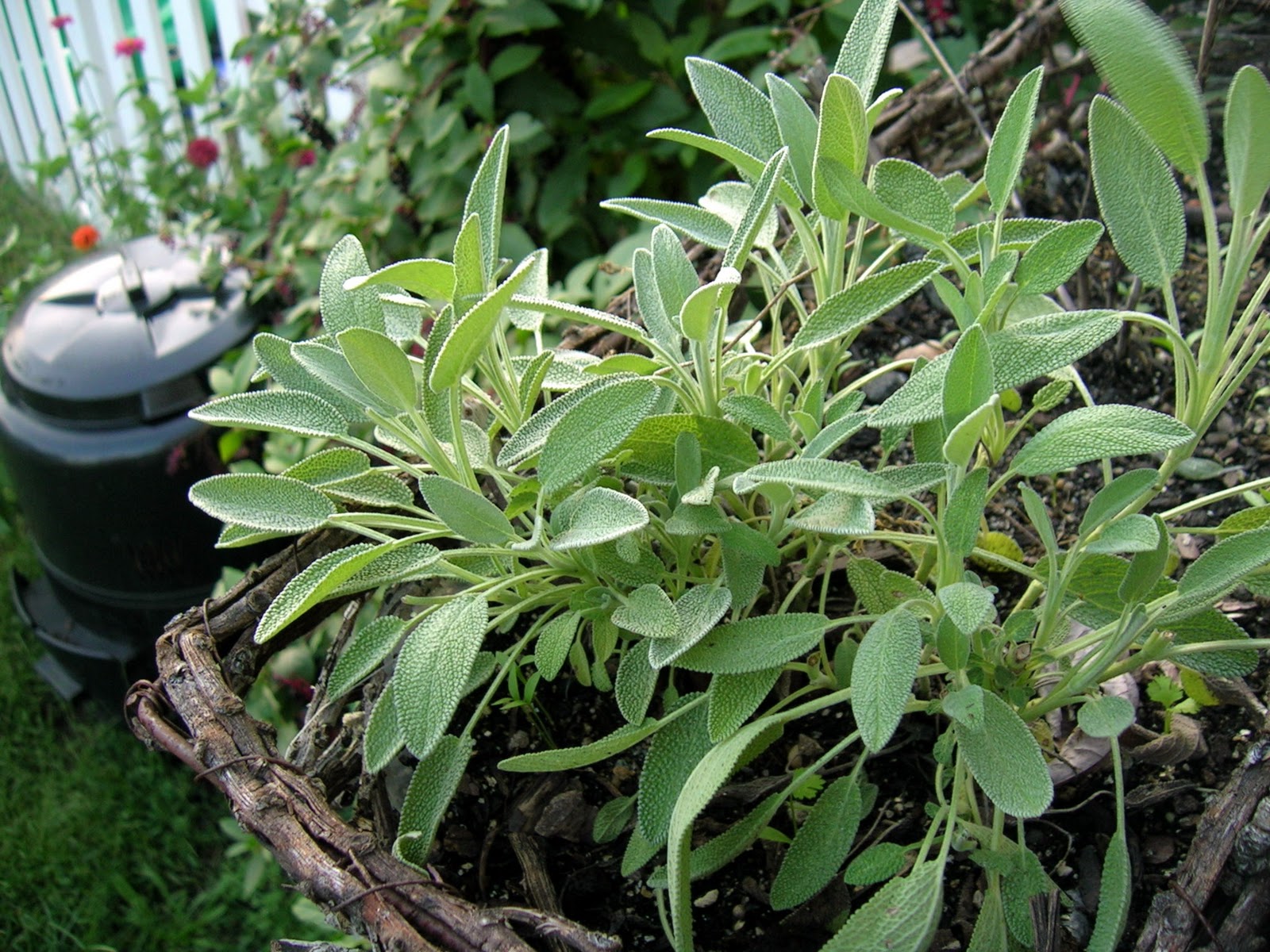 animalfriendly eating sweet sage squash with rosemary roasted potatoes