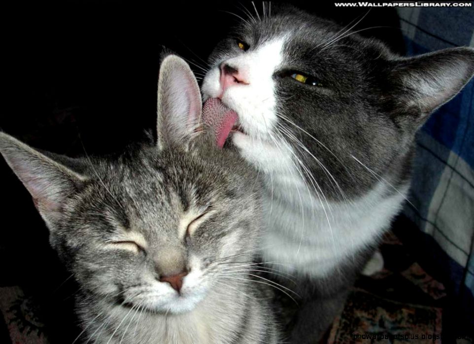 funny cats love wallpaper funny backgrounds funny cats love wallpaper funny backgrounds