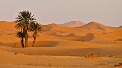Palmier-dattier dans les dunes