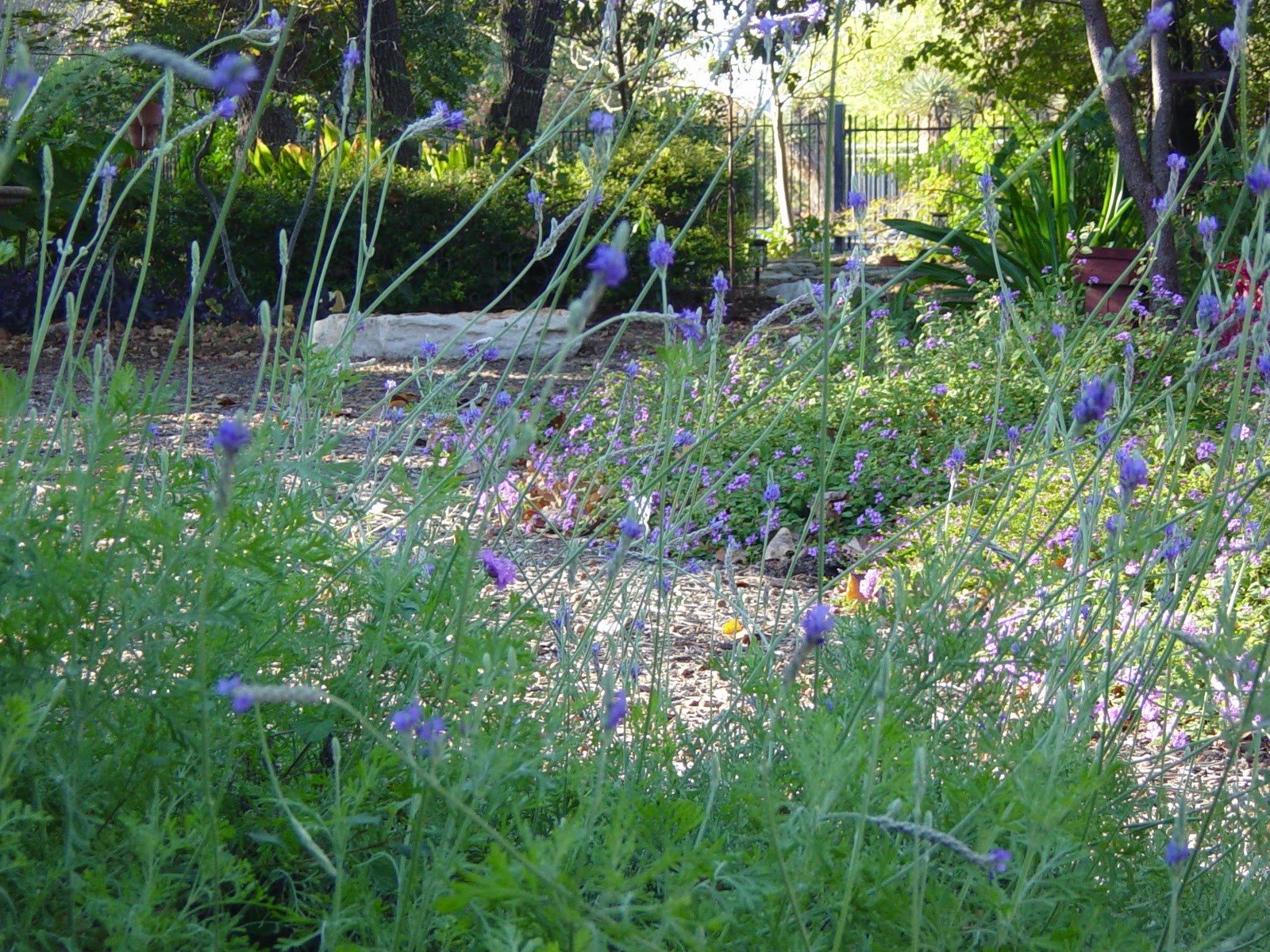 Garden Ally The Sweet Smell of Lavender