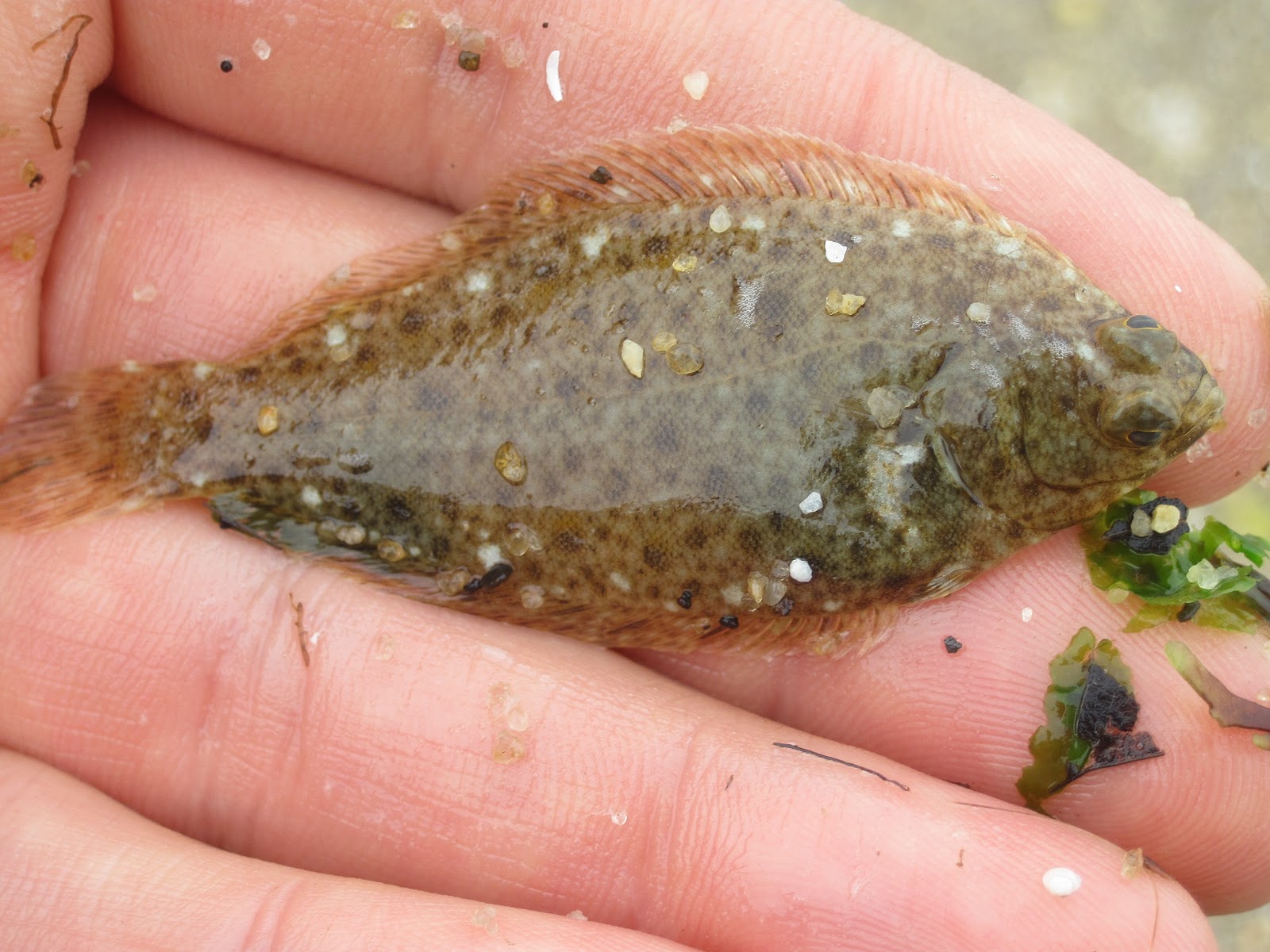 Flats critters. Salt Water Maine Fly Fish