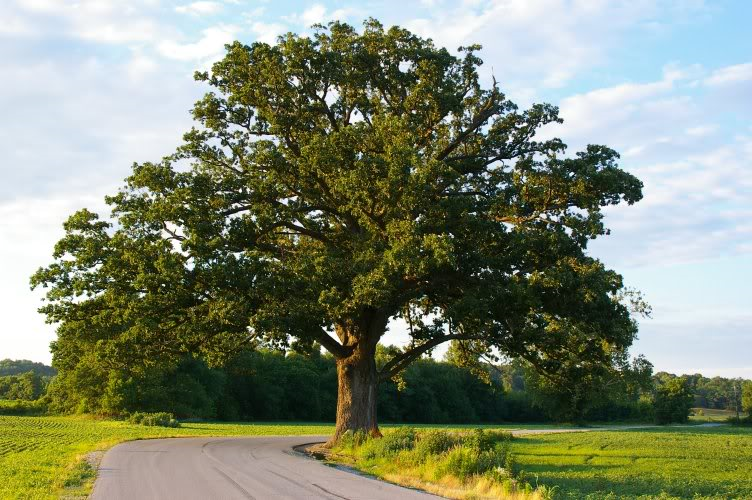 S&D Landscapes of Vermont Tree of the Week