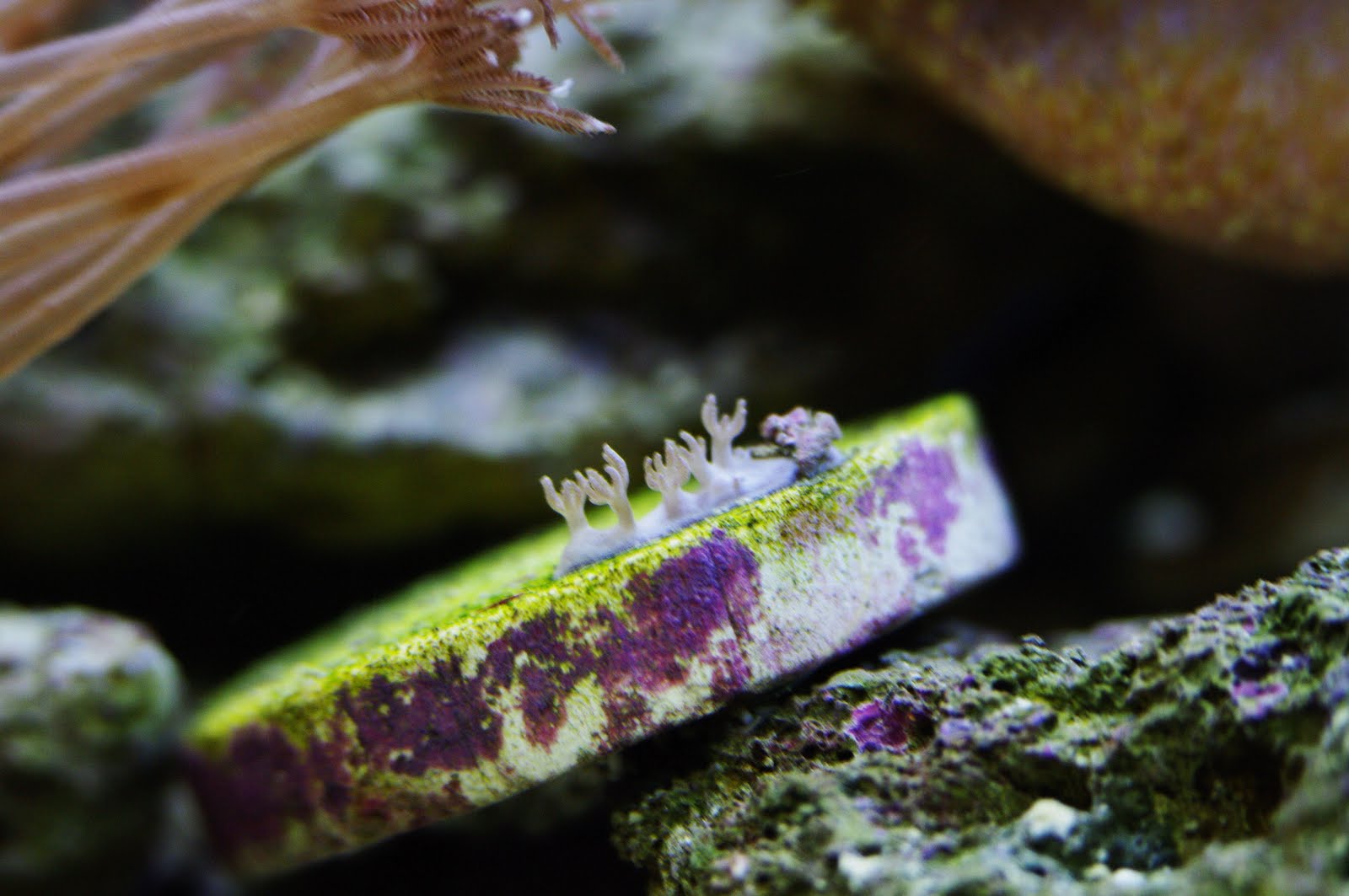 Our Life With Corals 42 Days of Pulsing Xenia