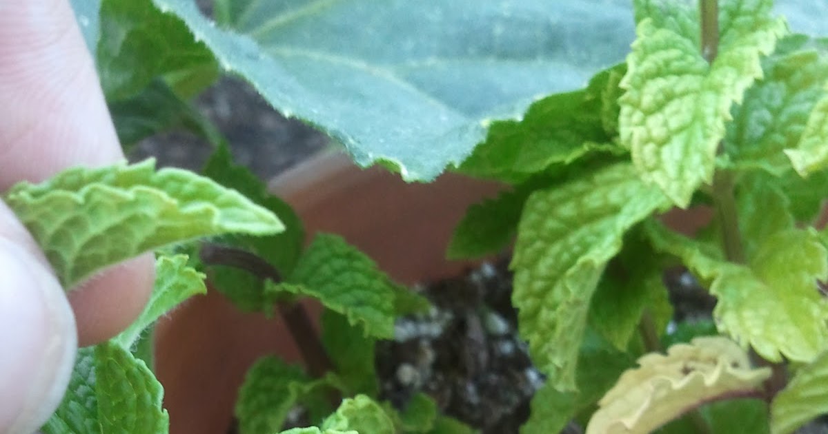 The Gnome Knows Best Why Is My Mint Turning Black?