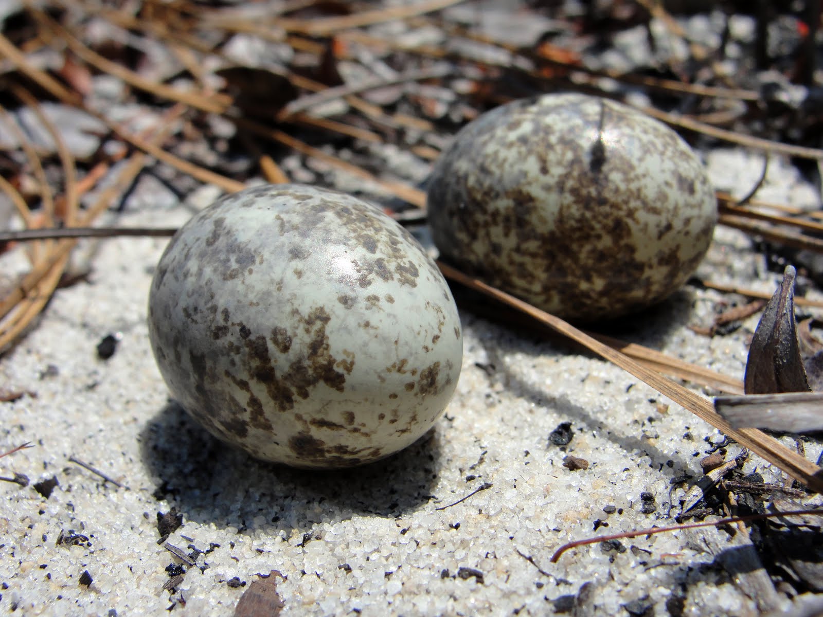 onward, westward Nesting nocturnal birds