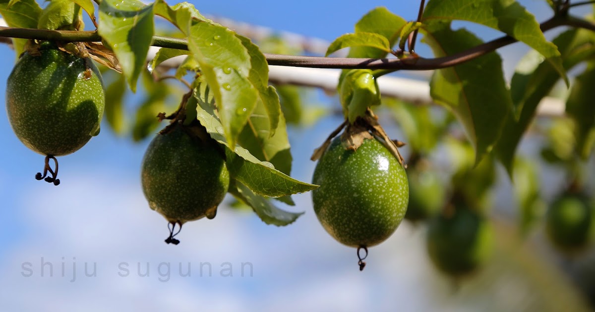 Cranium Bolts Waiting for Passion fruit to ripen
