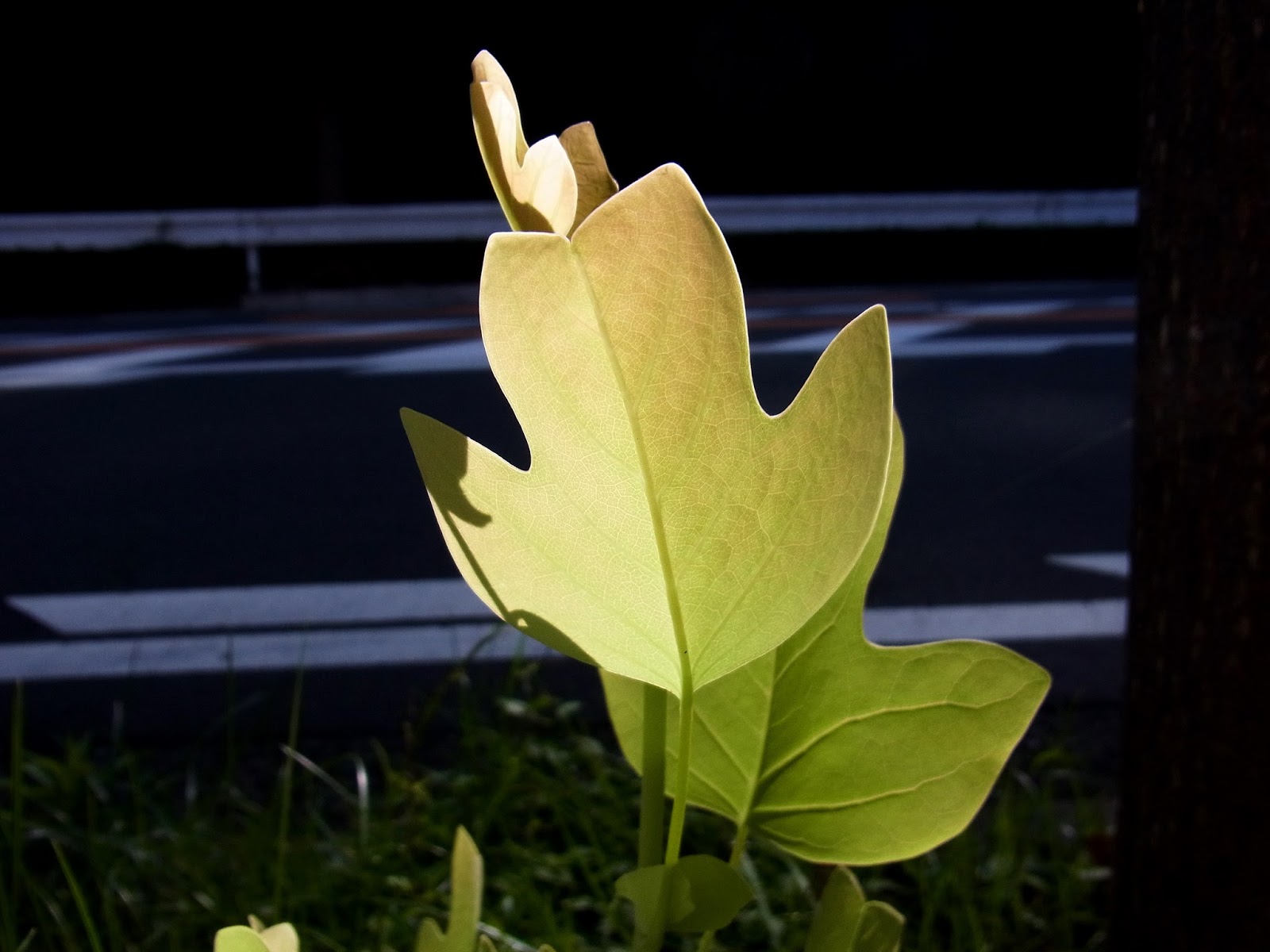 新 植物歳時記 ｎａｔｕｒｅ ａｎｄ Pｌａｎｔｓ ｉｎ ｋａｎａｇａｗａ 8月22日 ユリノキの葉