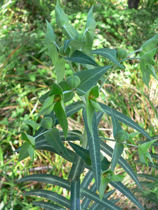 Euphorbia lathyris L. (Fam. Euphorbiaceae)