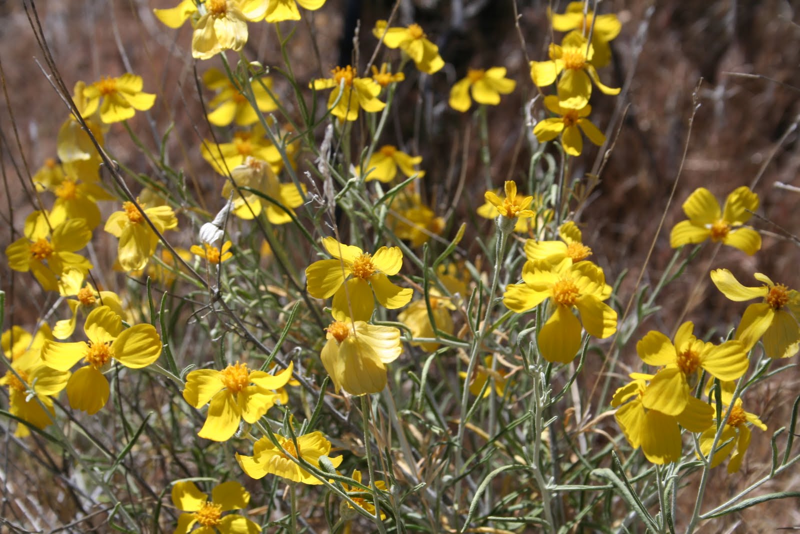 Practical Biology science for everyone More Sonoran Desert April flowers